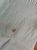 INSECTO 1.jpeg