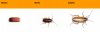 CICLO-CUCARACHA-ALEMAN.jpg.pagespeed.ce.zI2V53l88P.jpg