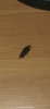 BF4040E6-D444-426D-B10B-883F16625779.png