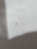 insecto des.png
