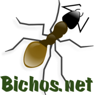 Juan_bichos