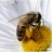 Serveis Apicoles